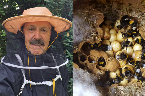 Doppelbild: links Porträt eines Mannes mit Schnauzbart und hellem Imkerhut und Netz vor dem Gesicht, rechts Ausschnitt eines Hummelstocks mit Eiern in Großaufnahme.