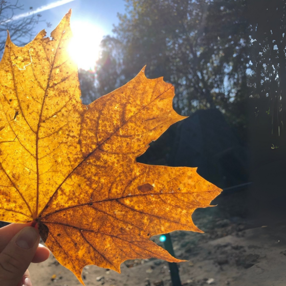 Ein Ahornblatt wird gegen die Sonne gehalten und leuchtet. Oben rechts im Bild das Logo des VdK NRW mit dem Slogan Zukunft sozial gestalten.