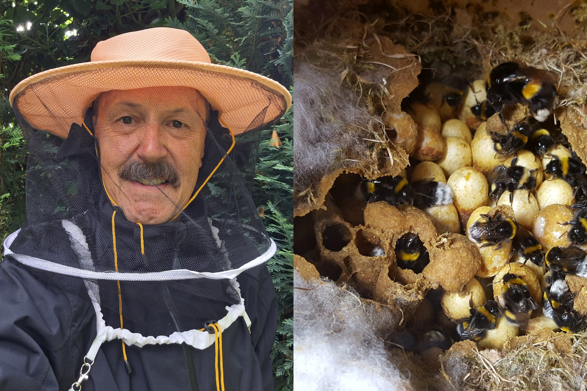 Doppelbild: links Portr&auml;t eines Mannes mit Schnauzbart und hellem Imkerhut und Netz vor dem Gesicht, rechts Ausschnitt eines Hummelstocks mit Eiern in Gro&szlig;aufnahme.