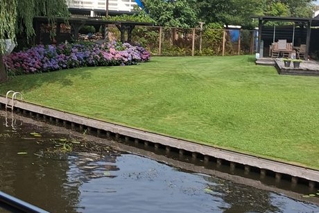 Hortensien im Garten