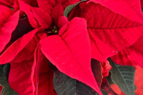 Foto von einem Weihnachtsstern