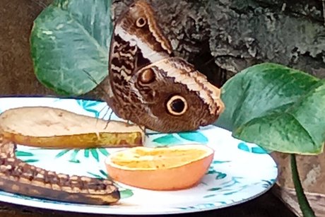 ... riesiger Schmetterling