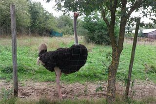 Ein schwarzgefiederter Vogel Strauße steht unter einem kleinen Baum auf einer Wiese.