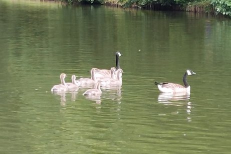 Gänsefamilie auf einem See