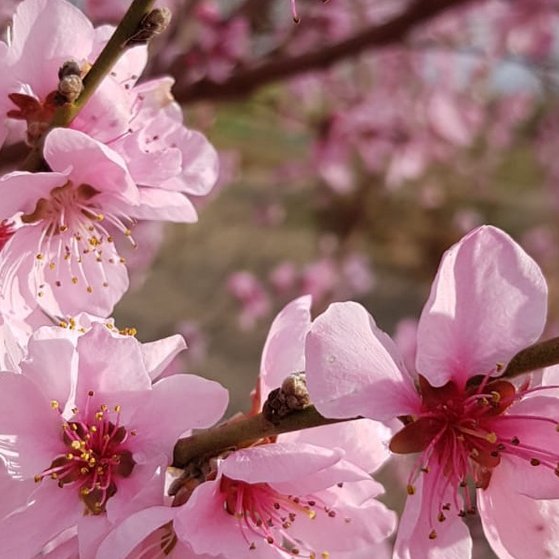 Kirschblüte
