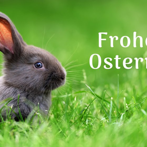 Ein kleines, graues Kaninchen hockt auf einer grünen Wiese. Rechts von ihm in weißer Schrift: Frohe Ostern. Unten rechts das VdK-Logo