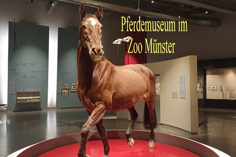 Pferdemuseum