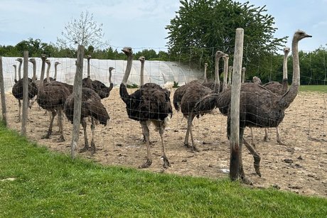 Rundfahrt Straußenfarm