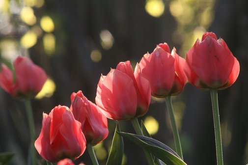 Tulpen in einer Reihe.