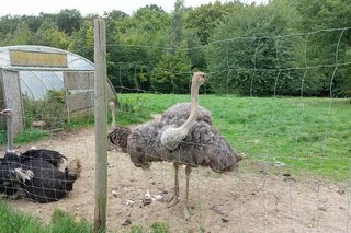 Ein Strauß liegt und ein Strauß steht hinter einem Maschengitterzaun auf einer großen Wiese.