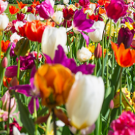 2026 der Frühling lockt! 2026 der Frühling lockt!