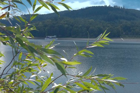 Hennesee