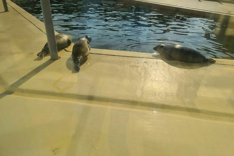 Drei Seehunde liegen auf hellgetünchtem Beton am Rand eines Wasserbeckens und sonnen sich.