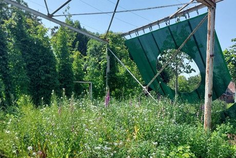Blumen der Landesgartenschau