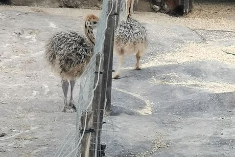 Straußenfarm die Jungtiere