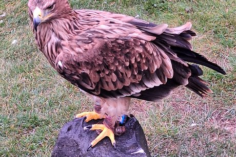 Die Tiere warten