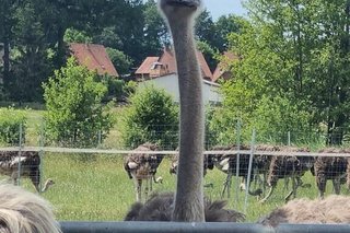 Ein Vogel Strauß reckt neugierig seinen Kopf über das Metall-Gatter des Geheges.