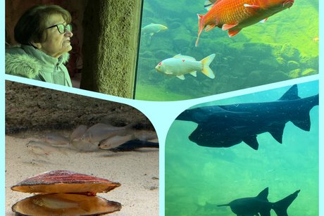 Auf dem Bild sind gro&szlig;e Fische im Aquarium zu sehen