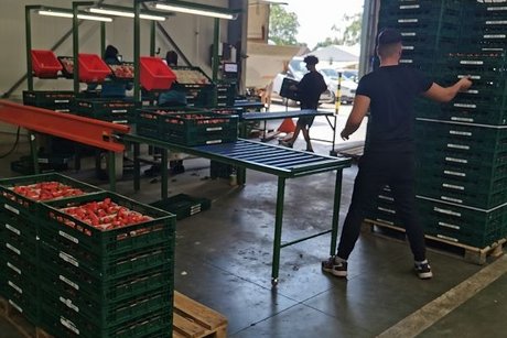 Arbeitsweise Erdbeeren