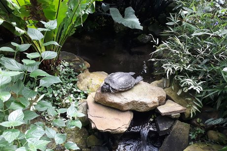Schildkröte im Schmetterlingshaus