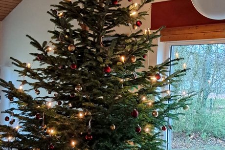 Weihnachtsbaum