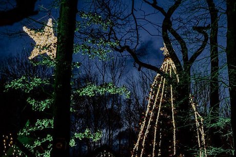 Ein großer leuchtender Stern und unzählige Lichterketten schimmern durch das Geäst der Bäume auf dem Waldweihnachtsmarkt-Gelände.