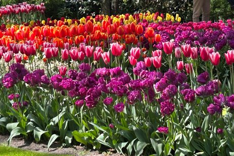 Es sind bl&uuml;hende Tulpen in violett, rosa, rot und gelb zu sehen