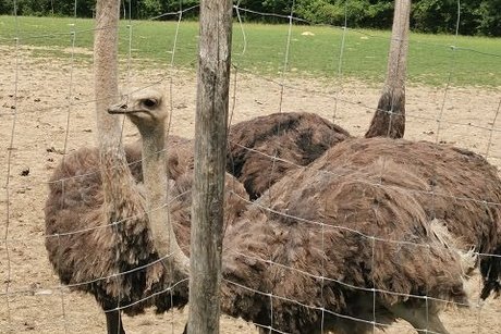 Sraußenfarm die Schlachttiere