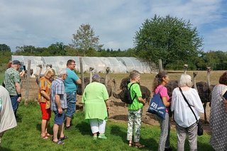 Die Besuchergruppe steht entlang des Maschendrahtzaunes und beobachtet die Strauße auf der Weide.