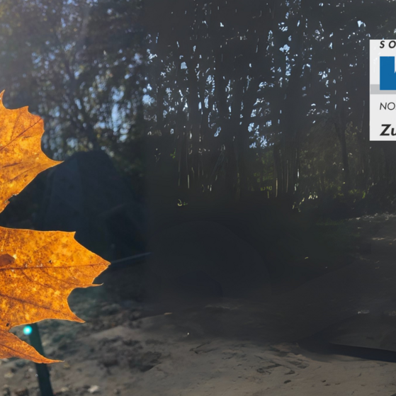 Ein orangeverfärbtes Ahornblatt leuchtet gegen die Sonne gehalten. In der oberen, rechten Ecke das Logo des VdK-NRW mit Slogan: Zukunft sozial gestalten.