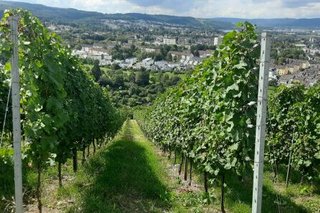 Ausblick von der Knutschkurve aus Petrisberg über die Weinhänge und das Moseltal