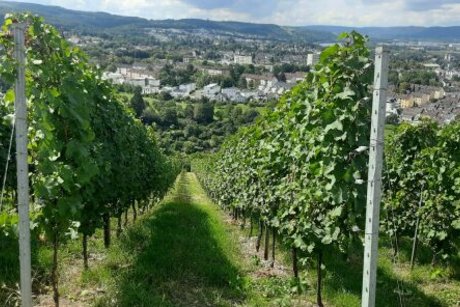 Ausblick von der Knutschkurve aus Petrisberg über die Weinhänge und das Moseltal