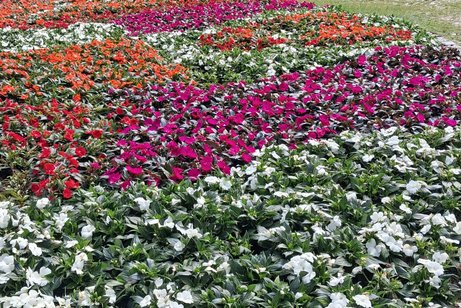 Ausflugsfahrt nach Bonn in den Rheinauenpark