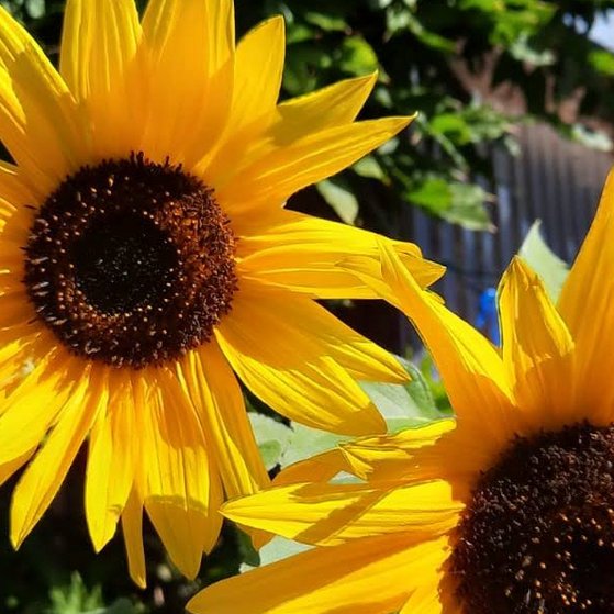 der Sommer kommt