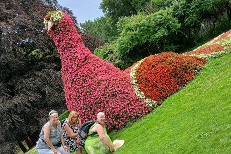 Schmusen mit dem Pfau Schmusen mit dem Pfau