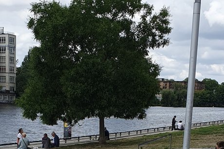 die Spree die Spree