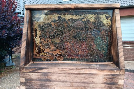 Bienenstock