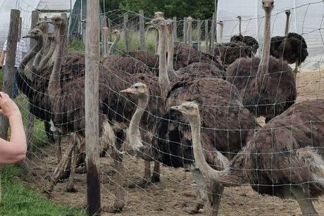 Straußenfarm die Schlachttiere