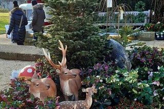 Kleine Rehfiguren sind gemeinsam mit verschiedenen weihnachtlichen Blumengestecken und einem Tannenbaum zu einem Diorama aufgestellt.