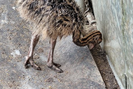 ein kleiner Straussenvogel von ca. 30 cm Größe