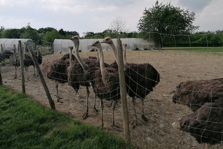 Mehrere Strausse im Gehege