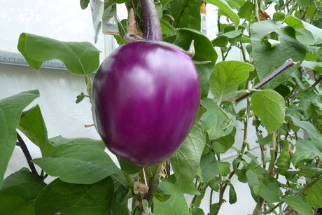 Eine lila "Beere" an einem Strauch