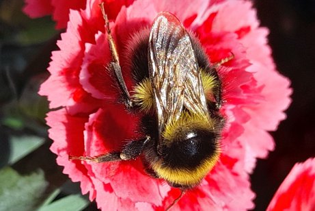 Biene auf einer Blüte