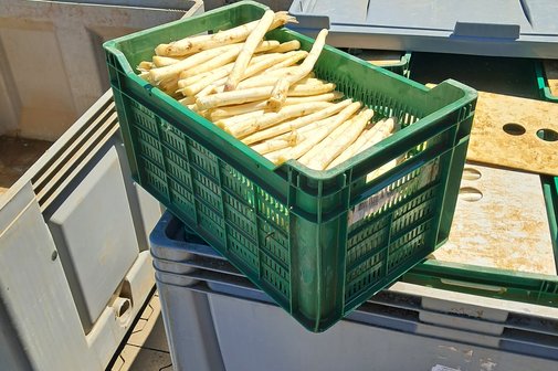 Eine Kiste mit frischen Spargel