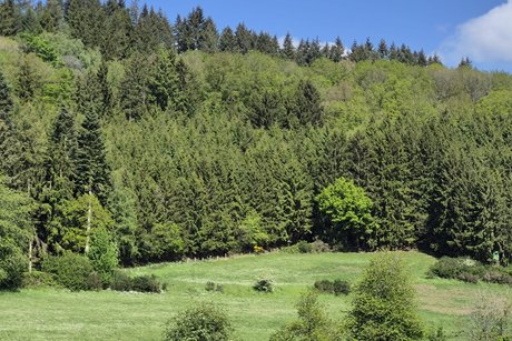 Landschaft an der Eifler Seenplatte.