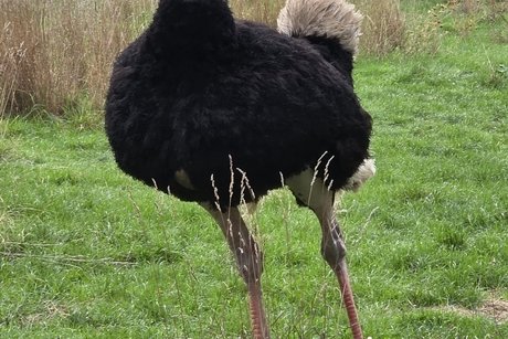 männlicher Strauß männlicher Strauß läuft auf der Weide