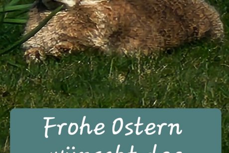 Osterhase