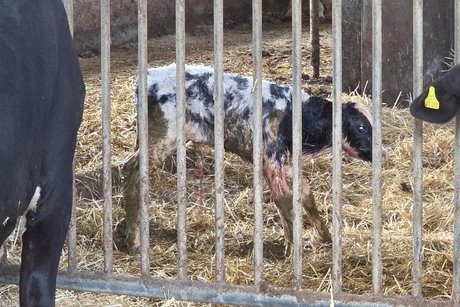 gerade Frisch geborenes Kalb
