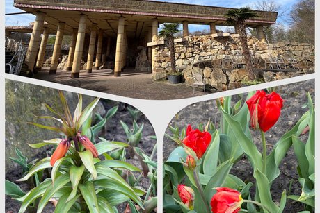 Hier sind Tulpen und eine gro&szlig;e rot bl&uuml;hende Pflanze zu sehen, ebenso ein Geb&auml;ude auf dem Gartengel&auml;nde