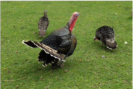 Tierpark Olderdissen